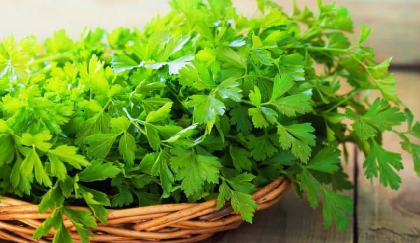 Vibrant bunch of fresh flat-leaf parsley leaves overflowing from a rustic woven wicker basket.