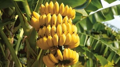 Large cluster of ripe yellow bananas hanging from a banana tree with lush green leaves.