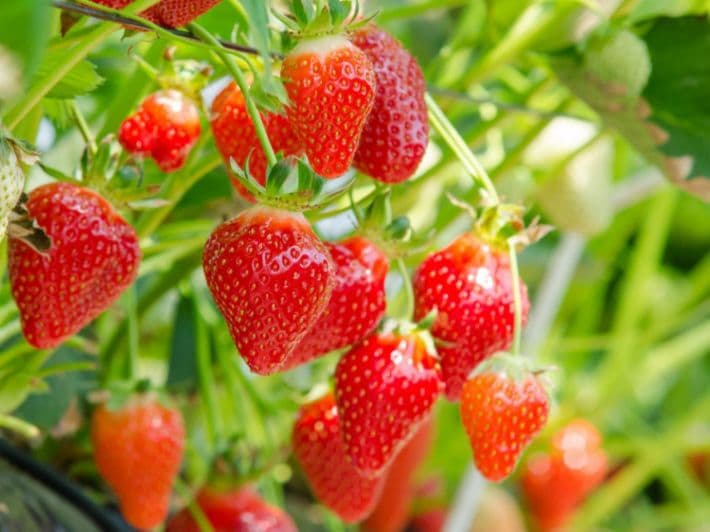 Cluster of ripe red strawberries hanging from green stems in a bright outdoor garden.