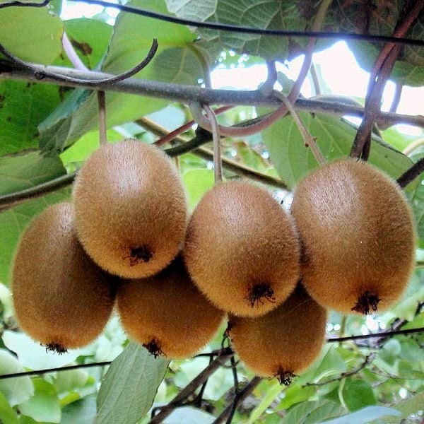 Six fuzzy brown kiwis hanging from a vine surrounded by large green leaves.