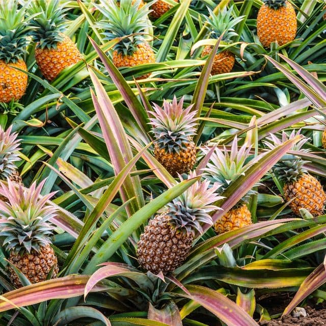 Pineapples at different stages of ripeness growing amidst long, spiky, green and reddish-purple leaves.