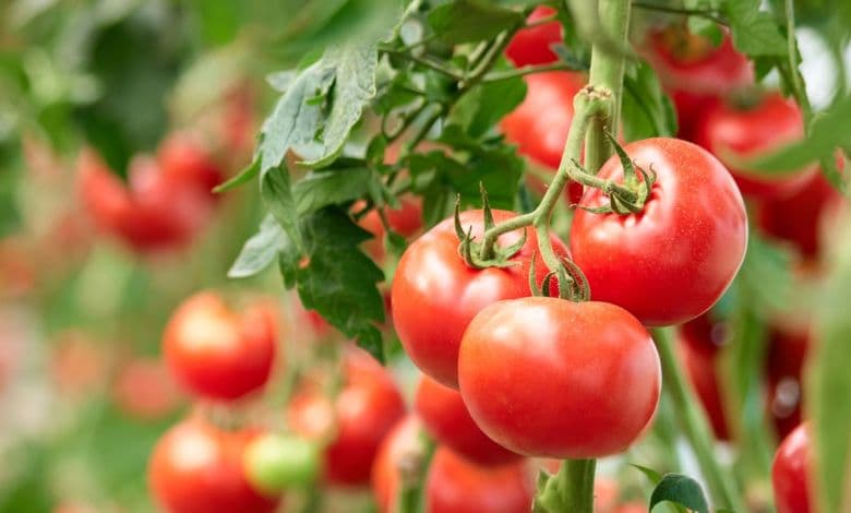A cluster of bright red tomatoes ripening on a vine amidst green foliage.