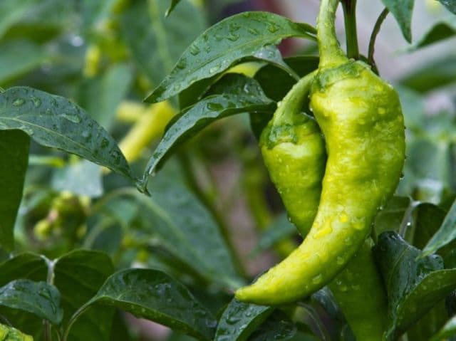 Two bright green chili peppers covered in water droplets hanging from a leafy garden plant.