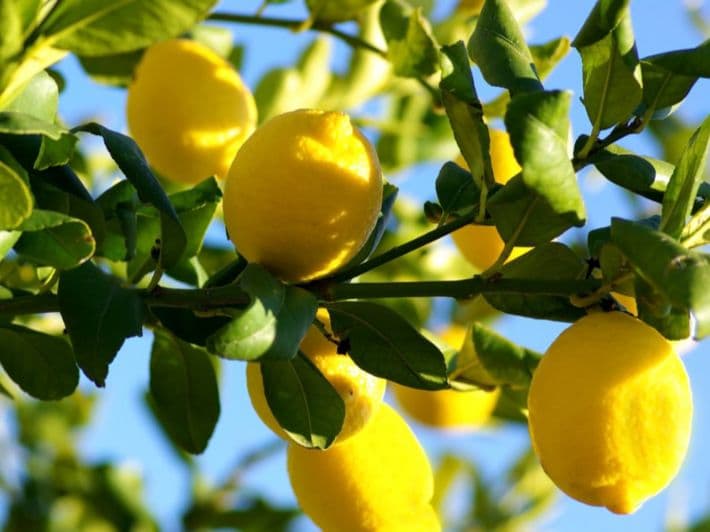 Ripe yellow lemons hanging from green leafy branches against a clear blue sky background.